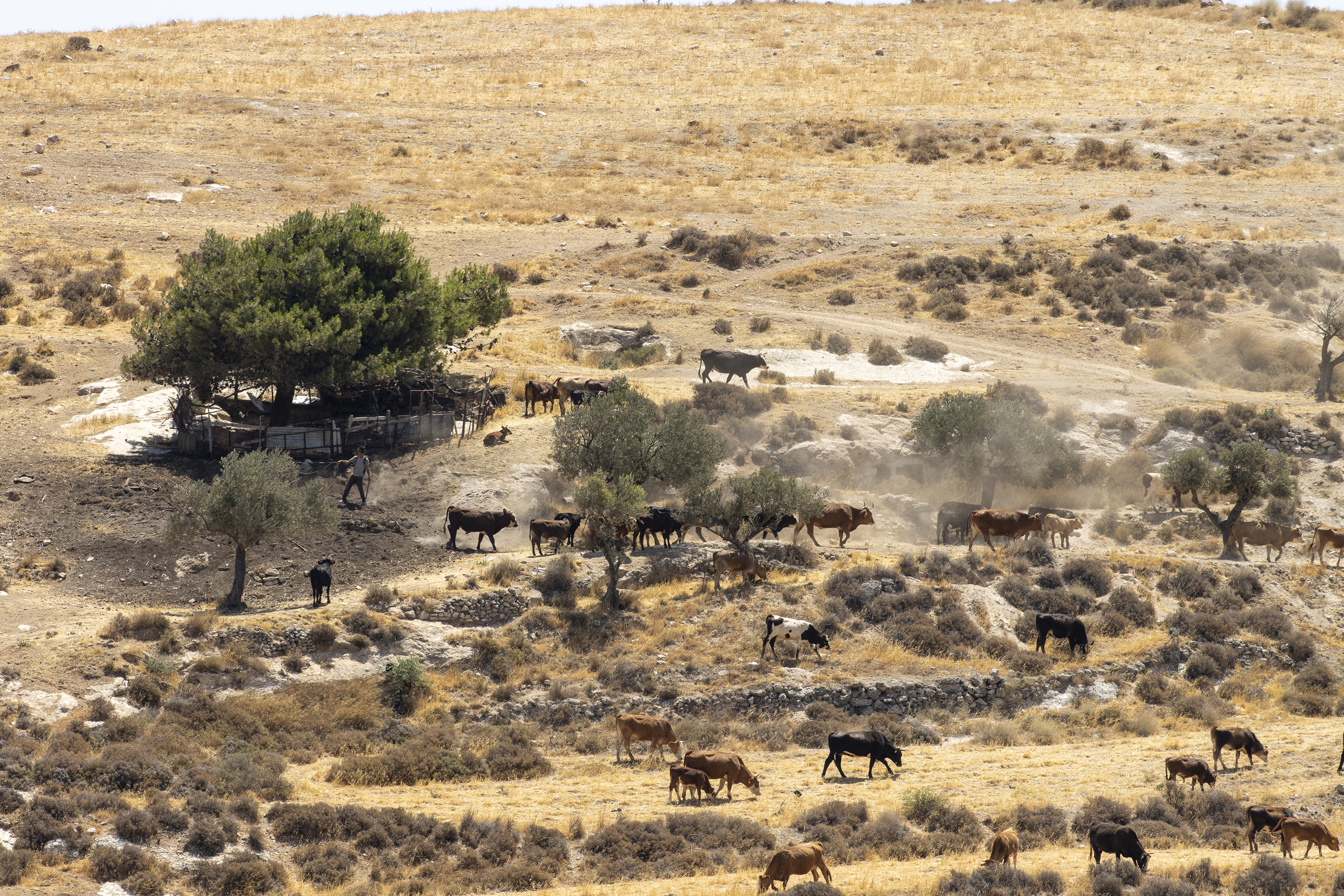 مستوطن يرعى الأبقار بمحاذاة منازل المواطنين في الطيبة