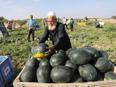 وزارة الزراعة